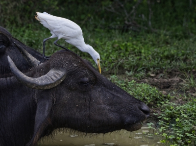 Cattle Egret on Water Buffalo